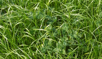 Grassland Management